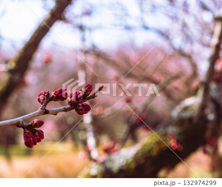 梅の花4ー88 132974299