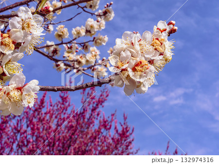 梅の花4ー105 132974316