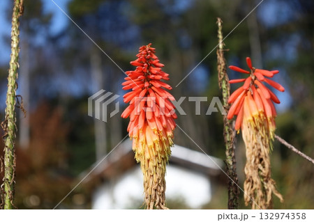 冬の陽光に映えるトーチリリーの花 132974358