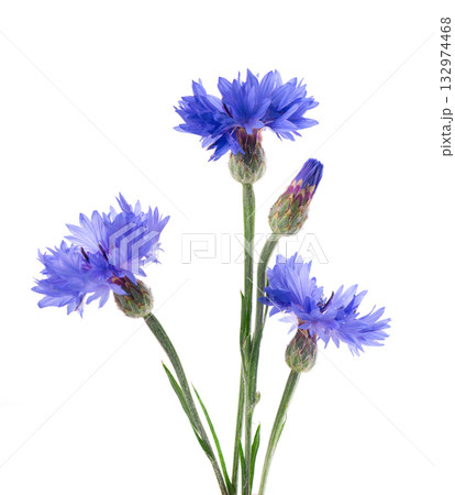 Blue Cornflower isolated on white background. Centaurea cyanus or bachelor's button flowers. Blue Cornflower isolated on white background. Centaurea cyanus or bachelor's button flowers. 132974468