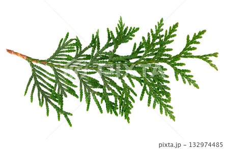 Thuja branch isolated on white background. Branch of green orientalis leaves. Clipping path. Thuja branch isolated on white background. Branch of green orientalis leaves. Clipping path. 132974485
