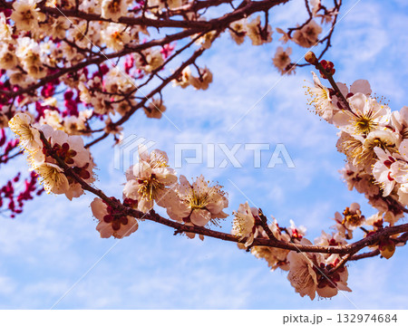 梅の花5ー1 梅の花5ー1 132974684