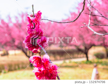 梅の花5ー23 132974706