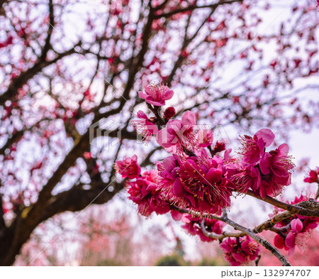 梅の花5ー24 132974707
