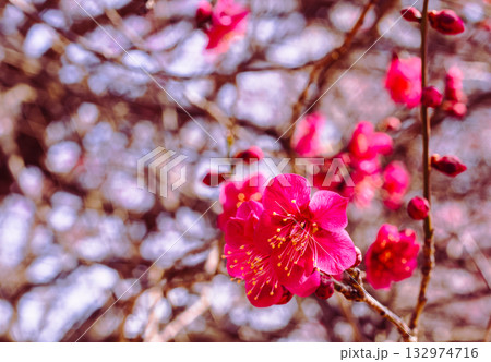 梅の花5ー34 梅の花5ー34 132974716