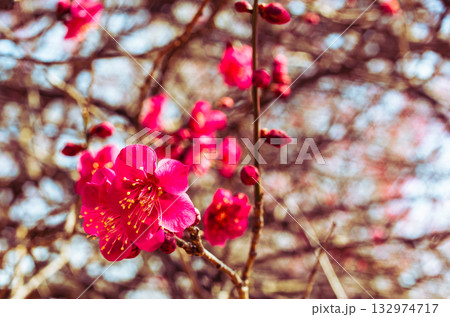 梅の花5ー35 132974717