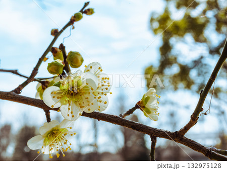 梅の花5ー67 梅の花5ー67 132975128