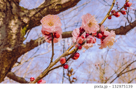 梅の花5ー98 132975139
