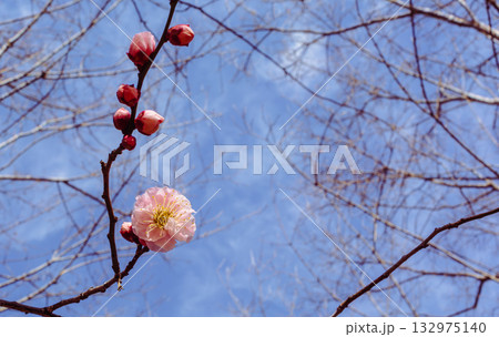 梅の花5ー99 梅の花5ー99 132975140