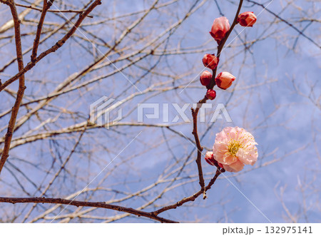 梅の花5ー100 132975141