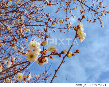 梅の花5ー134 梅の花5ー134 132975171