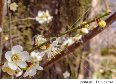 梅の花5ー82 132975748