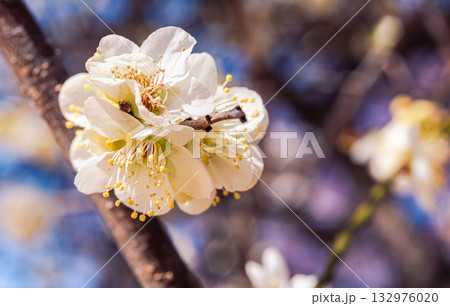 梅の花3ー35 132976020