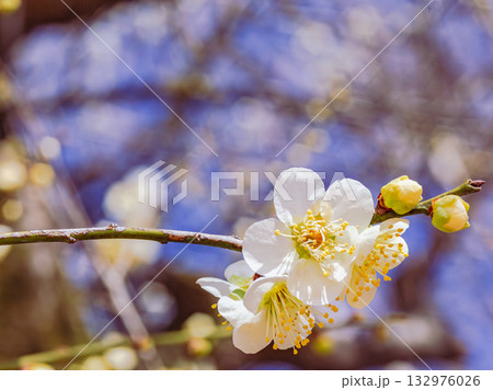 梅の花3ー41 132976026