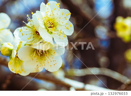 梅の花3ー53 132976033