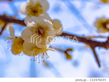梅の花3ー55 梅の花3ー55 132976035
