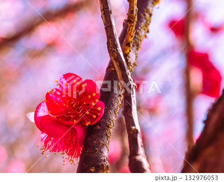 梅の花3ー73 梅の花3ー73 132976053