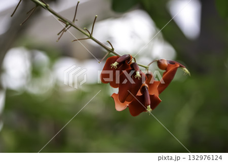 アメリカデイゴの花 アメリカデイゴの花 132976124