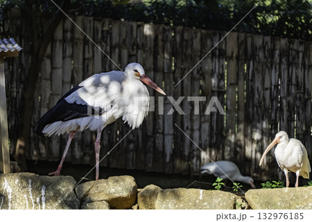 シュバシコウ 132976185