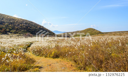 ススキ揺れる 噴火口の散策路 男鹿半島 秋田県 ススキ揺れる 噴火口の散策路 男鹿半島 秋田県 132976225