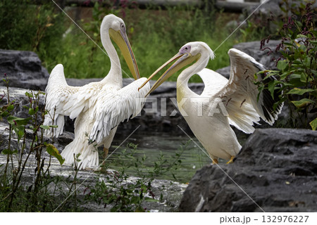 二羽のペリカン 二羽のペリカン 132976227