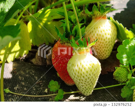 Strawberries, one ripe red and two unripe white, growing among green leaves. 132976252