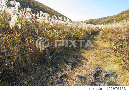 ススキ揺れる　噴火口の散策路　鬼の隠れ里　男鹿半島　秋田県 132976358