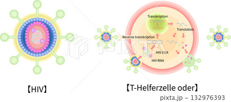HIV　CD4ヘルパーT細胞　感染　増殖　イラスト　ドイツ語 132976393