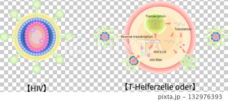 HIV CD4 helper T cell infection proliferation illustration German HIV CD4 helper T cell infection proliferation illustration German 132976393