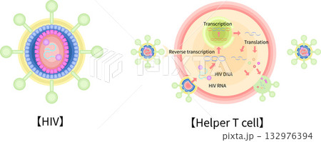 HIV　CD4ヘルパーT細胞　感染　増殖　イラスト　英語 132976394
