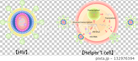 HIV　CD4ヘルパーT細胞　感染　増殖　イラスト　英語 132976394