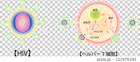 HIV CD4輔助性T細胞感染增生示意圖 HIV CD4輔助性T細胞感染增生示意圖 132976395