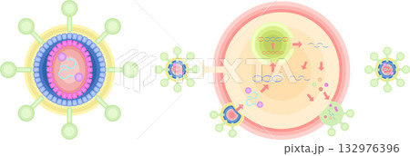 HIV CD4ヘルパーT細胞 感染 増殖 イラスト HIV CD4ヘルパーT細胞 感染 増殖 イラスト 132976396