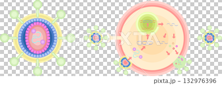 HIV CD4ヘルパーT細胞 感染 増殖 イラスト HIV CD4ヘルパーT細胞 感染 増殖 イラスト 132976396
