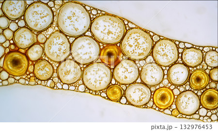 バイオサイエンス分野に適した顕微鏡観察イメージ 132976453