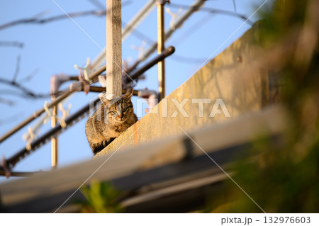 屋根の上で休む猫 132976603
