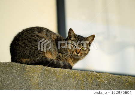 見つめる猫 見つめる猫 132976604