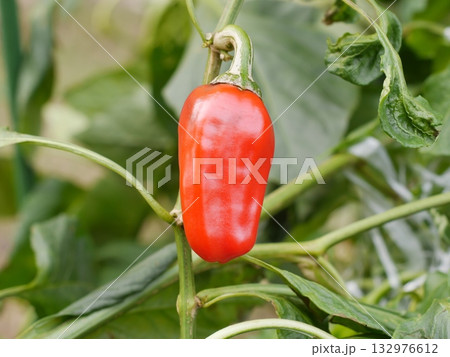 赤く色づいたピーマン 132976612