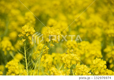 菜の花 菜の花 132976974