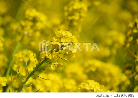 菜の花 132976989