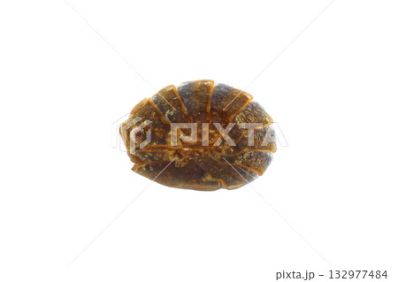 丸まったチョウセンコツブムシ（横から） 132977484