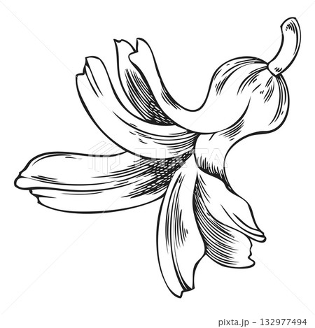 Hyacinth flower engraved sketch vector icon, hand drawn spring bell-shaped blossom plant, blooming herb ink style Hyacinth flower engraved sketch vector icon, hand drawn spring bell-shaped blossom plant, blooming herb ink style 132977494