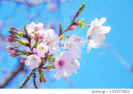澄み渡る青空を背景に咲き始めた可憐な桜の花びら、陽光を浴びて輝く春の訪れ 澄み渡る青空を背景に咲き始めた可憐な桜の花びら、陽光を浴びて輝く春の訪れ 132977803