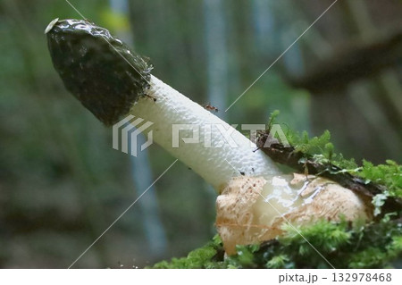 スッポンタケ 132978468