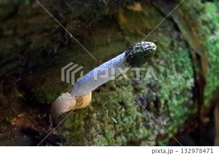 スッポンタケ 132978471