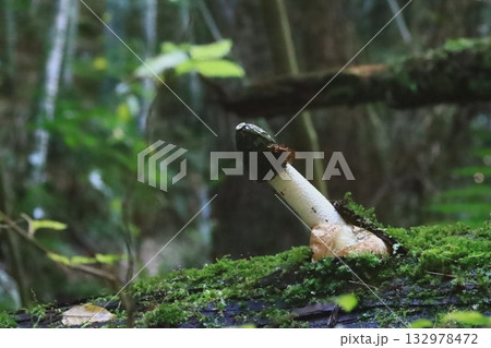 スッポンタケ 132978472