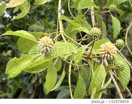 Close up of green leaves and yellow flower on Kratom tree in the garden 132978850