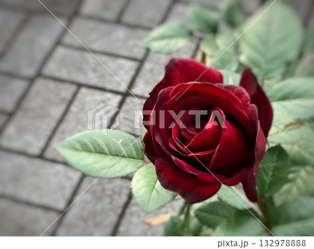 コンクリートの地面と一輪の赤いバラが咲く秋の風景 コンクリートの地面と一輪の赤いバラが咲く秋の風景 132978888