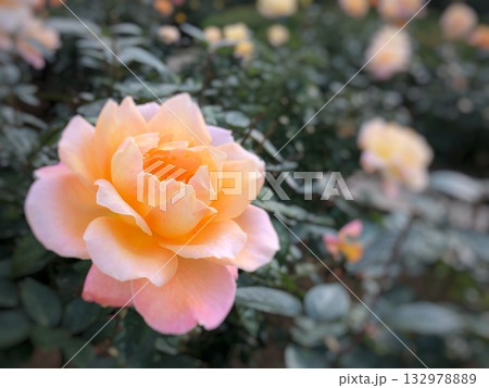 淡いピンクと黄色のバラが一面に広がる春の風景 132978889