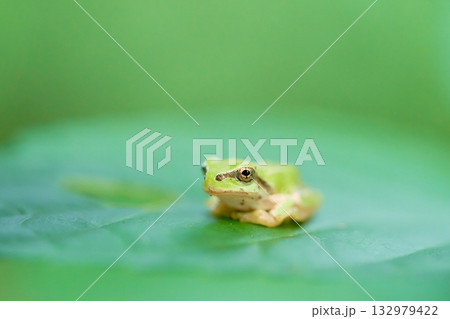 葉の上に一匹のニホンアマガエル 葉の上に一匹のニホンアマガエル 132979422